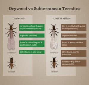 Termite Differences