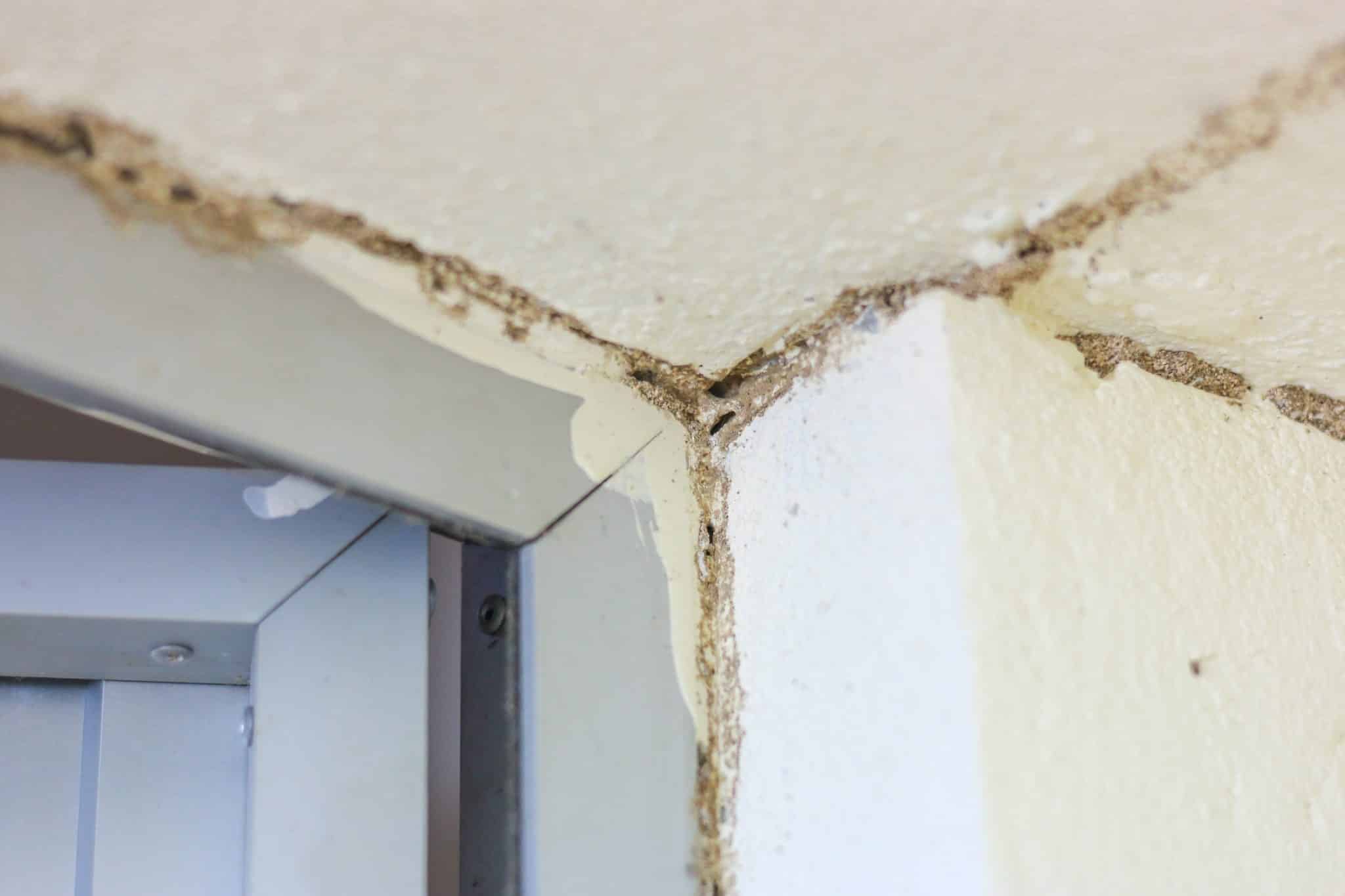 Termite Inspections Arizona Property Inspections