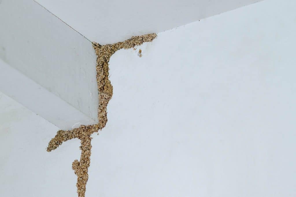 Termites Building